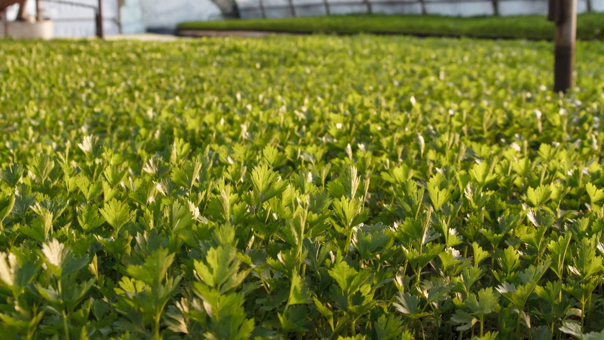 A vibrant green celery field thriving inside a modern greenhouse.